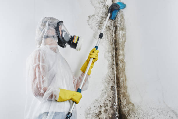 Best Crawl Space Mold Removal  in St Regis Park, KY
