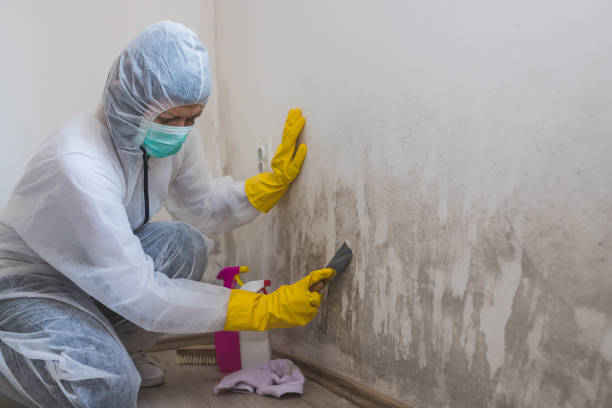 Best Fast Mold Removal  in St Regis Park, KY