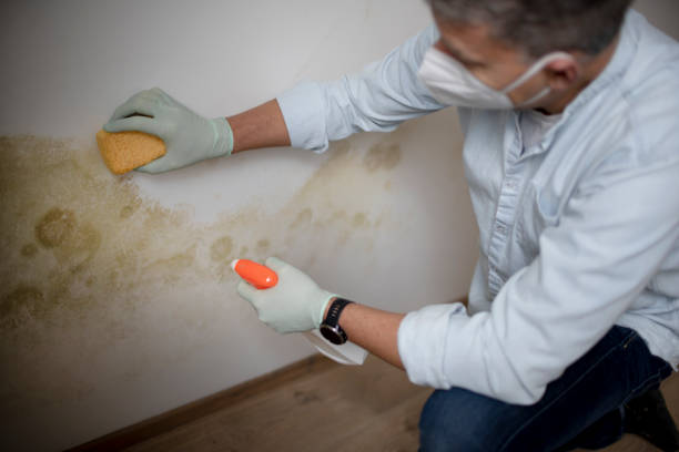 Best Black Mold Removal  in St Regis Park, KY