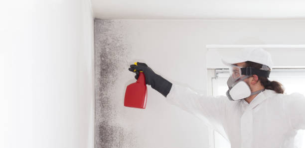 Mold Removal and Inspection in St Regis Park, KY