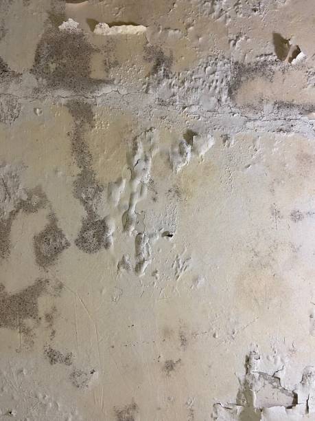 Best Office Mold Removal Services  in St Regis Park, KY