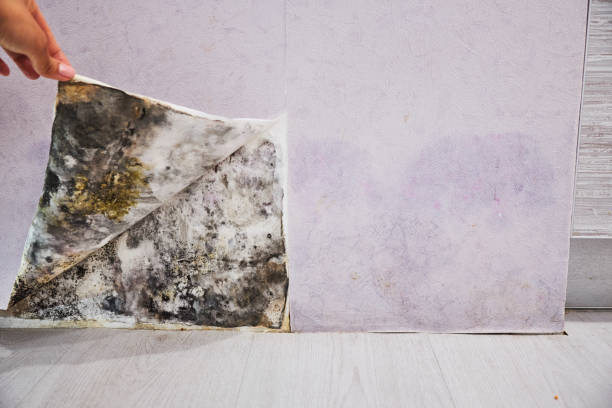 Professional Mold Removal in St Regis Park, KY